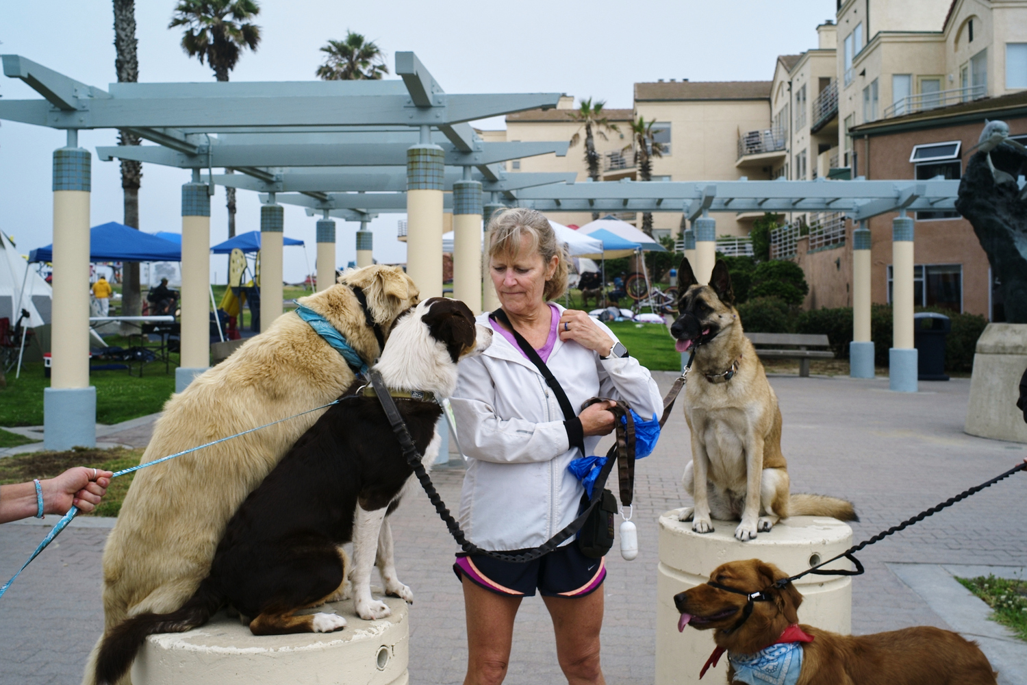 Several dogs make up a chaotic scene as a handler tries to decide who the best of them is.